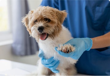 A small brown and white dog with a vet