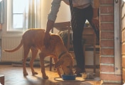 Un perro grande comiendo su comida de un cuenco al lado de su dueño.