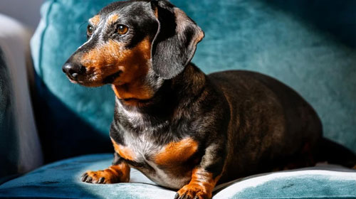 Sobrepeso en perros Hill’s Vet México