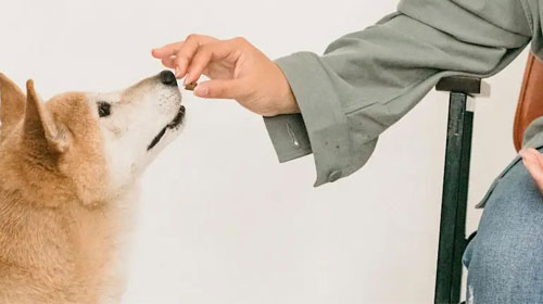 Artículo sobre la pancreatitis en perros Hill’s Vet México