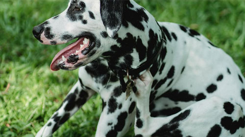 Prurito en perros Hill’s Vet México