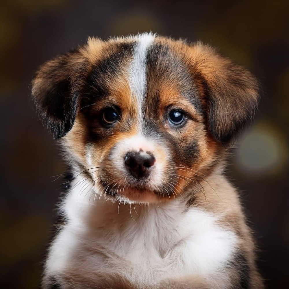 Cuidados de un cachorro de 2 meses