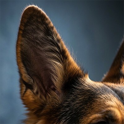 Oreja de perro