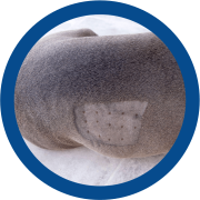 La dermatitis atópica medio ambiental 