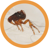 Dermatitis por alergia a las pulgas