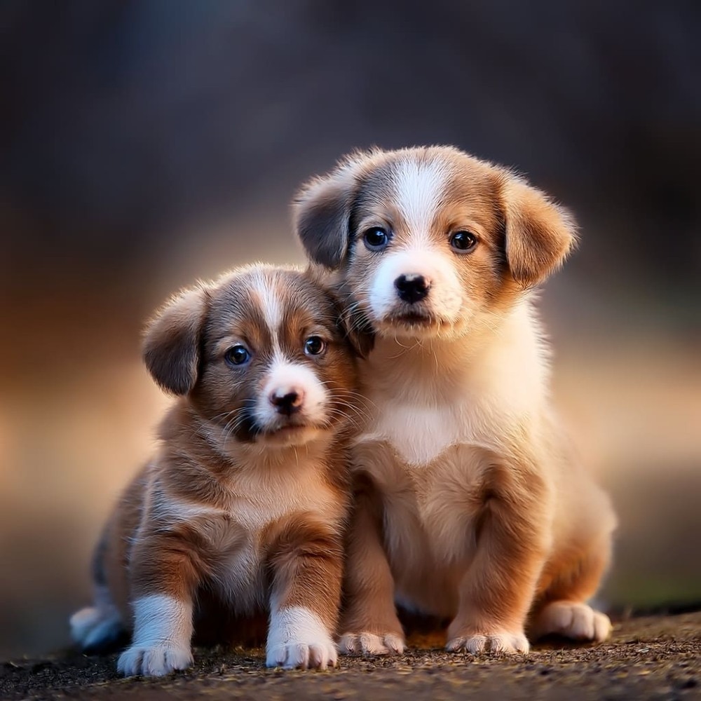 Cachorros de 2 meses