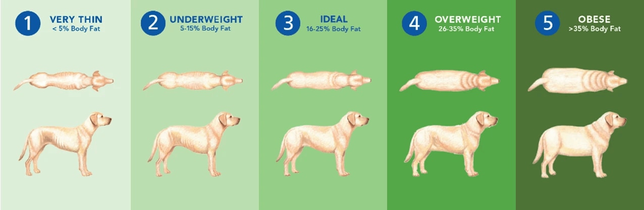 Clasificación del Sobrepeso