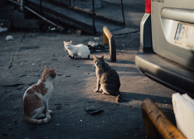 Varios gatos en un mismo callejón junto a un estacionamiento