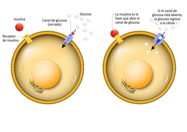 Ilustración de la insulina ingresando a la célula