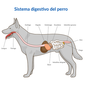 Dibujo de las partes del sistema digestivo del perro