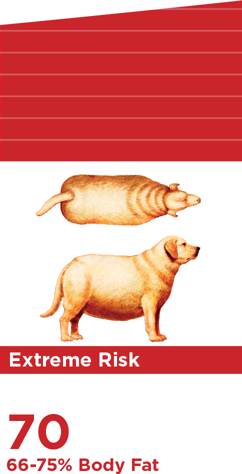 Índice de grasa corporal extremo