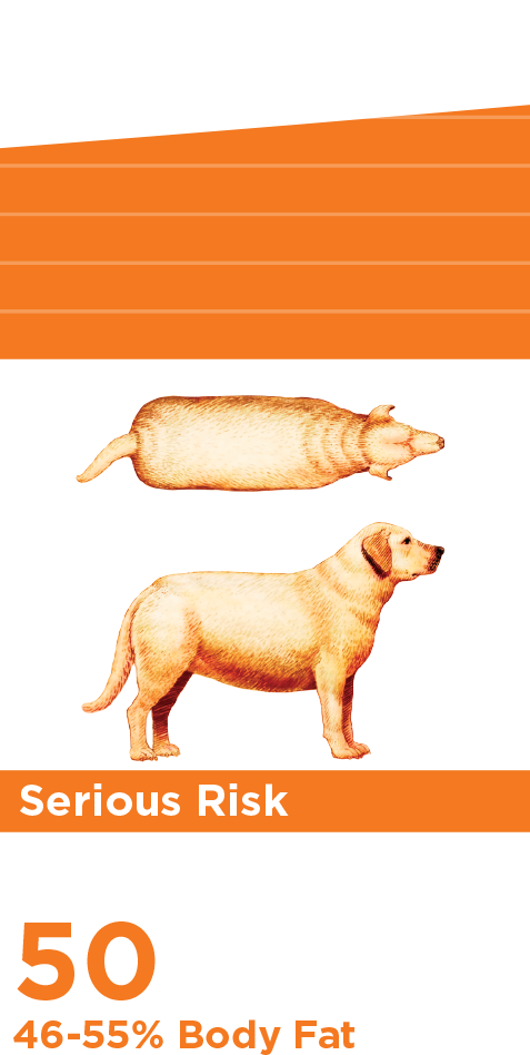 Índice de grasa corporal muy serio