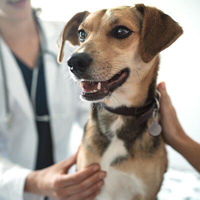 Perro siendo revisado por un veterinario
