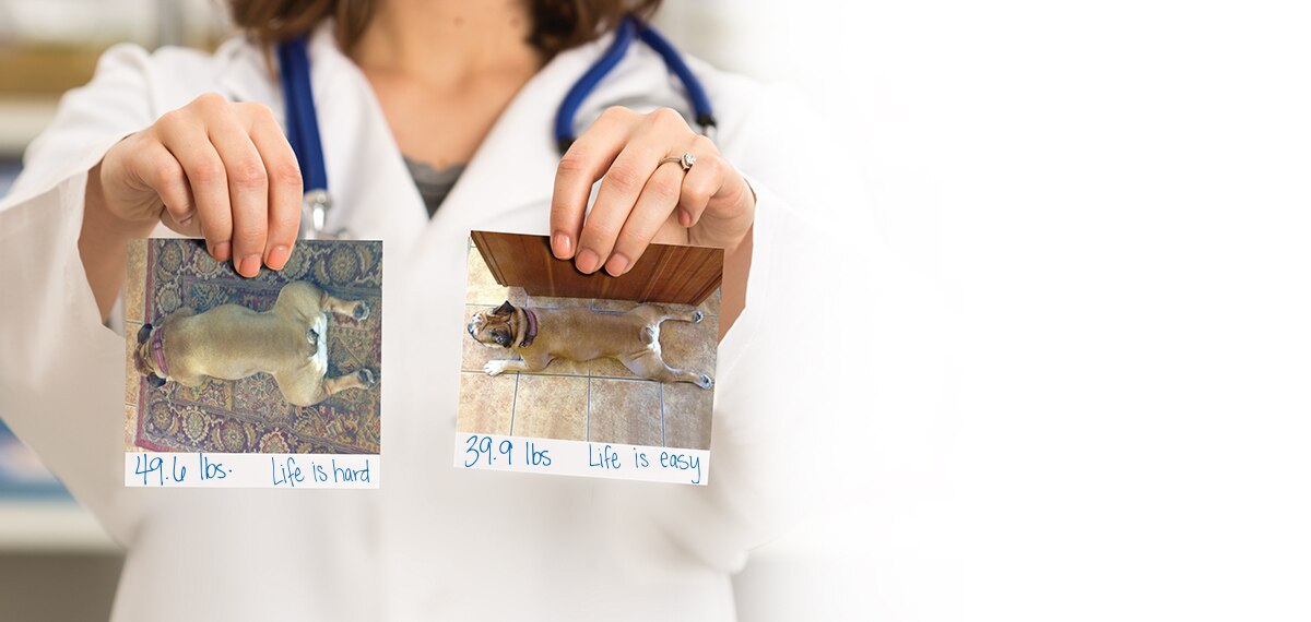 meta-carousel-lolanass