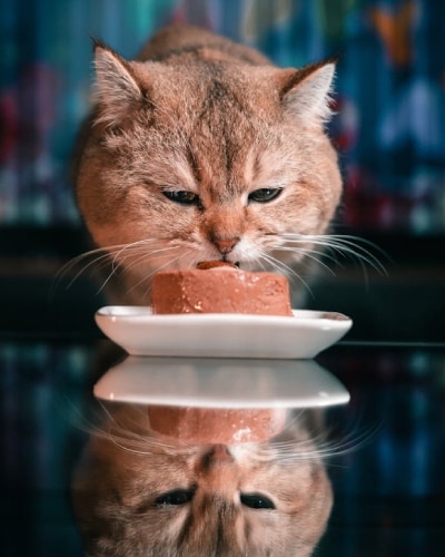 Gato comiendo comida húmeda para gatos