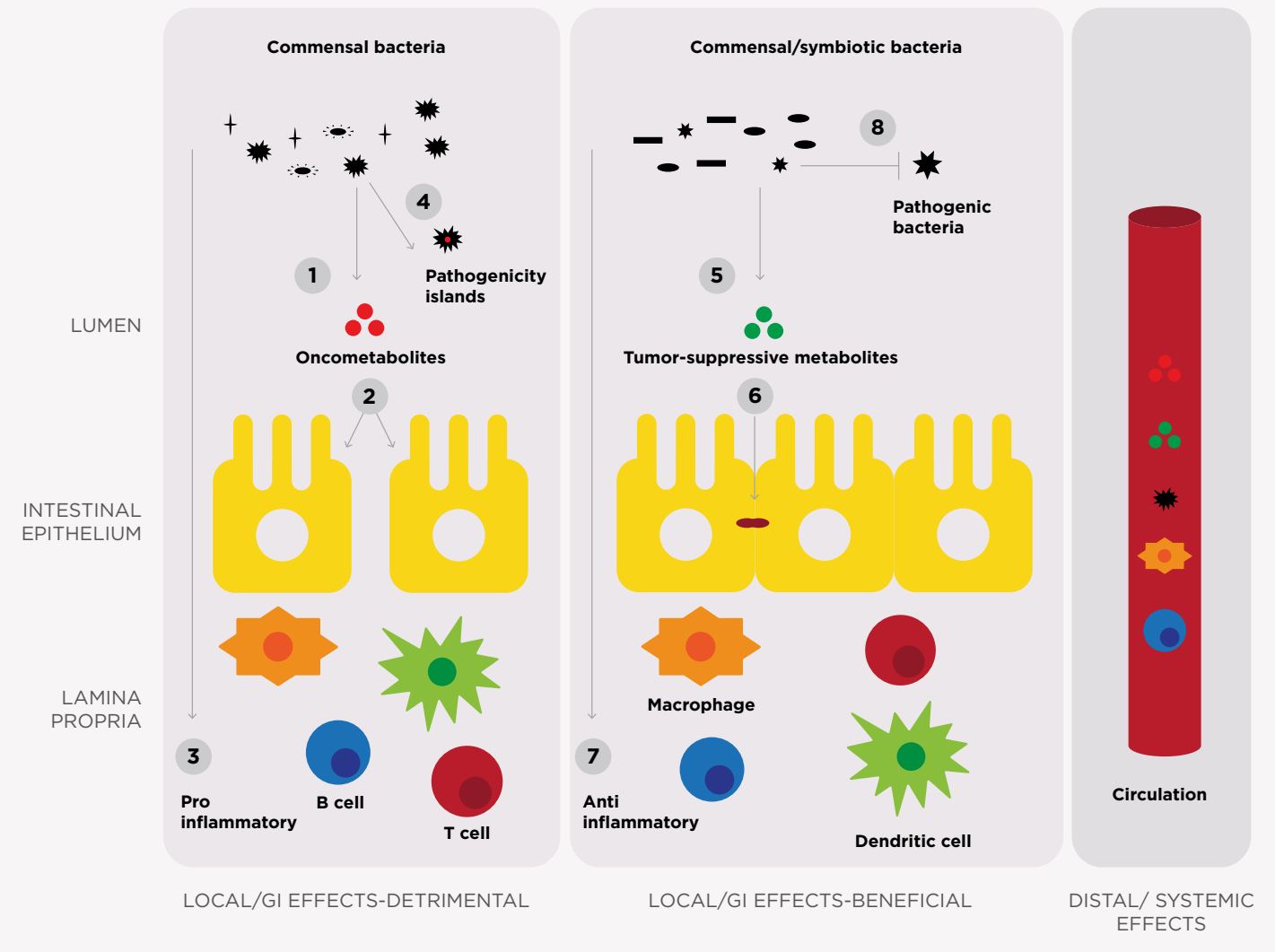 MICROBIOTA Y EL CÁNCER GASTROINTESTINAL TABLA Gato jugando con una varita con plumas