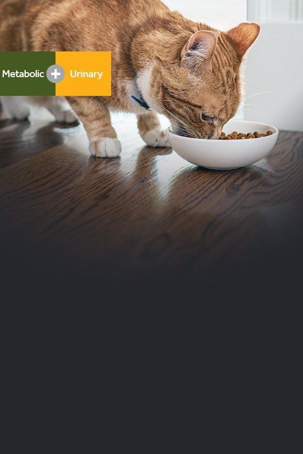 Gato naranja comiendo del tazón el alimento Hill's Metabolic y Urinary