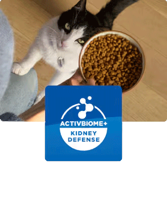  A cat looking up at a bowl of cat food