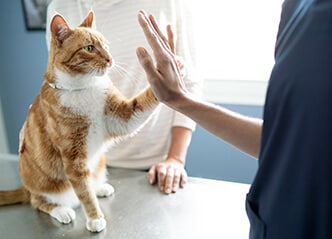 Gato color naranja y blanco sobre una mesa de examinación chocando su pata con la palma de la mano de su dueño en un movimiento de 