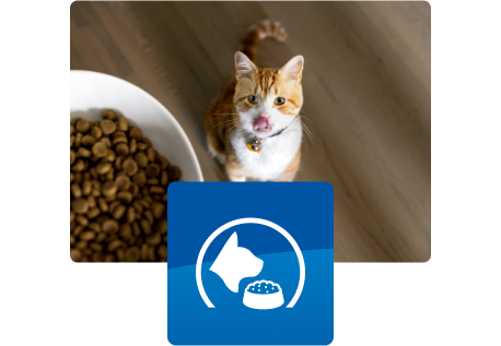 Gato mirando el plato de comida
