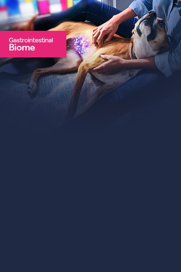 Gastrointestinal Biome Imagen Perro