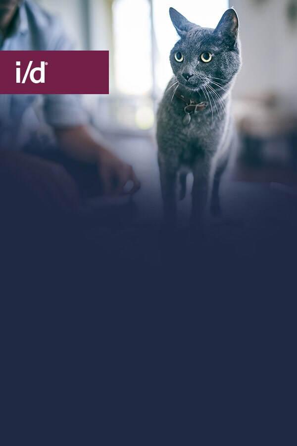 Prescription Diet i/d Gato