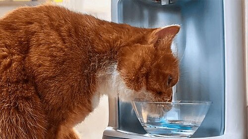 Diabetes en gatos Hill’s Vet México