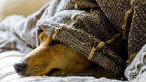 Conoce más sobre la pancreatitis en perros Hill’s Vet México