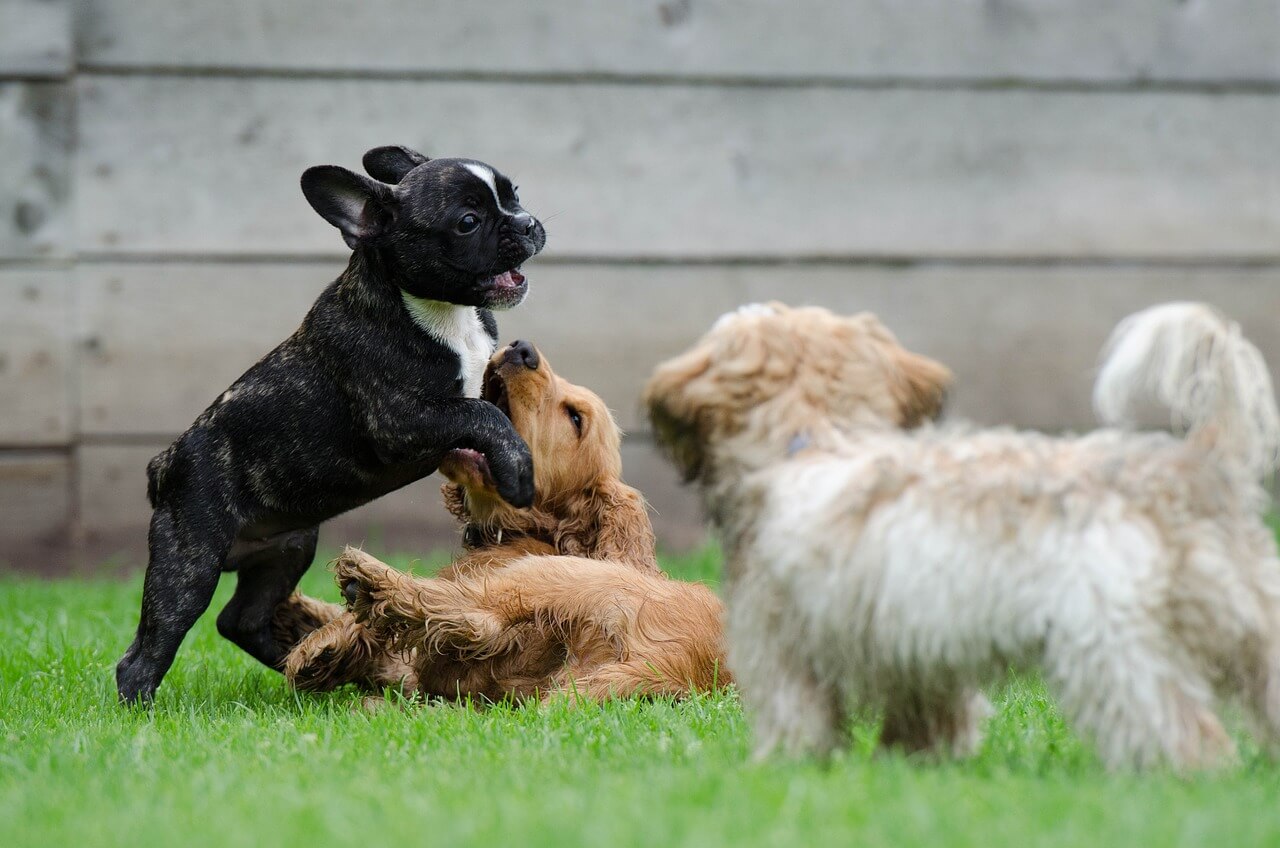 Enfermedades comunes en cachorros Hill's Vet México