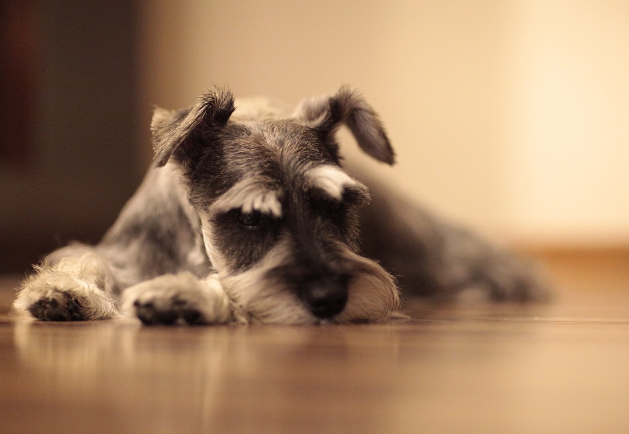 Conoce sobre la Pancreatitis en perros Hill's Vet
