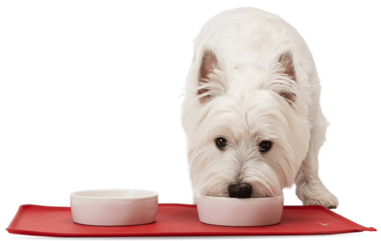 perro blanco comiendo de su plato sobre tapete rojo