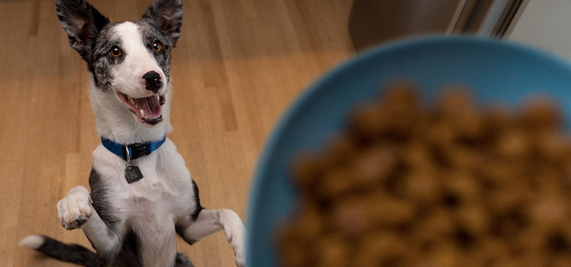 Cuidado digestivo en perros y gatos Hill’s Vet México