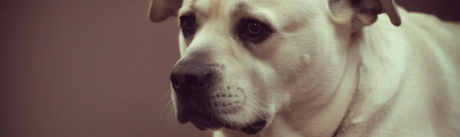 Dog staring to the side
